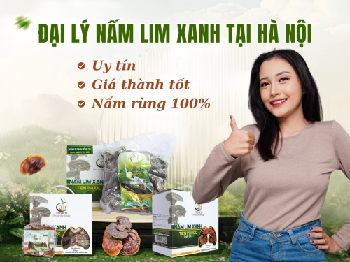 Địa chỉ đại lý nấm Lim Xanh tại Hà Nội uy tín - Giá tốt, nấm rừng thật